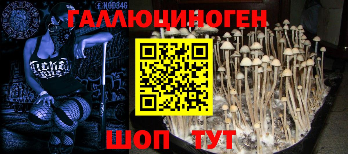 Тосно  Псилоцибиновые грибы ЛСД  Псилоцибиновые грибы ЛСД  Вход с VPN 